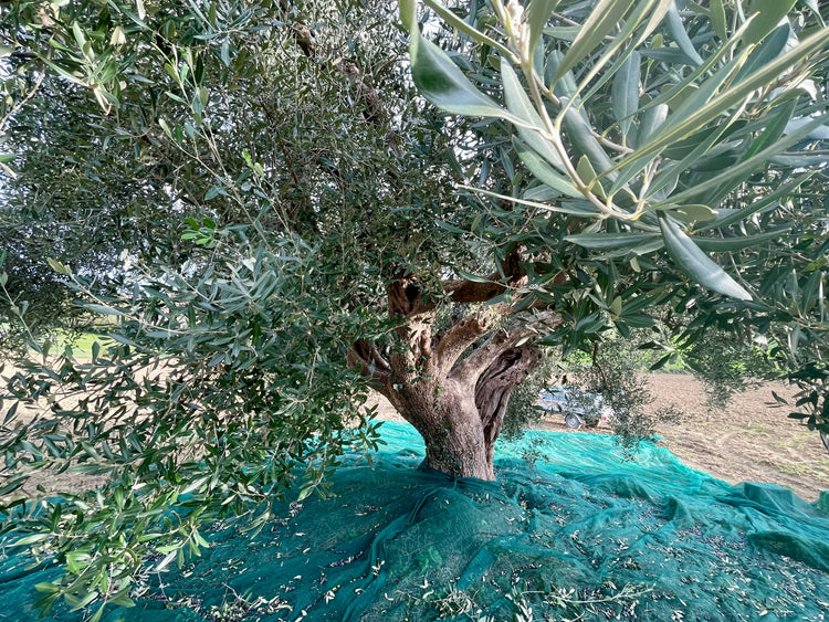 Olio Biologico EVO